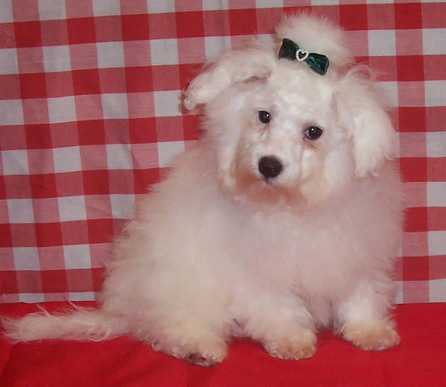 maltesemale1.jpg